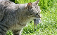抓耗子要母猫还是公猫