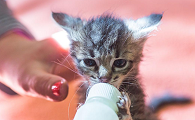 猫咪为什么不吃奶瓶了怎么回事