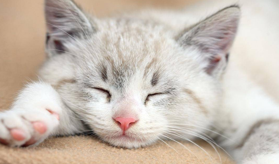 猫咪睡觉为什么发出咕噜咕噜的声音