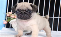 为什么巴哥犬刚开始养就后悔?来看看吧