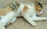 猫咪被打为什么不跑了呢怎么回事