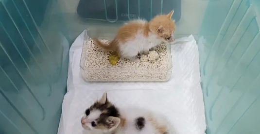 今日冷知识：小奶猫拉屎什么颜色正常？