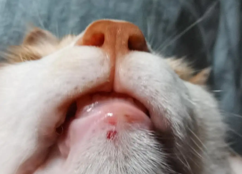 猫下巴黑色结痂出血 猫下巴黑色结痂出血
