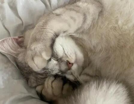 猫咪睡觉哭了是什么原因