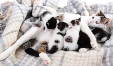 一窝六只小猫成活率多少