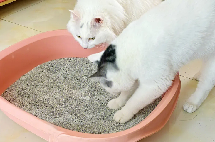 猫咪老是挖猫砂什么意思 猫咪老是挖猫砂什么意思
