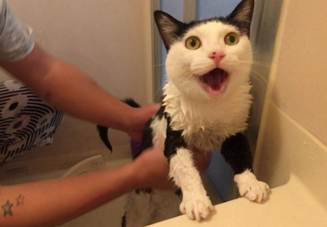 猫咪怕肥皂吗为什么呢 猫咪怕肥皂吗为什么呢