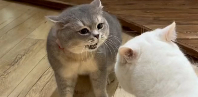 猫咪为什么喜欢和自己吵架呢