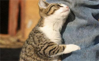 猫咪蹭我为什么