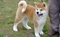 怎样训练秋田犬跟着主人走?这些方法了解一下