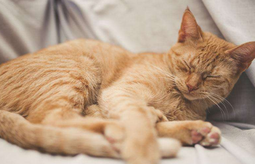 猫咪春天为什么不爱睡觉呢 猫咪春天为什么不爱睡觉呢