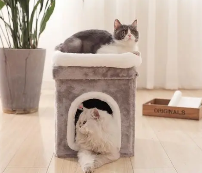 猫咪为什么要在猫窝里尿呢 猫咪为什么要在猫窝里尿呢