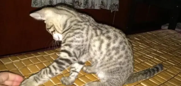 养猫知识：豹猫得了肠胃炎怎么办
