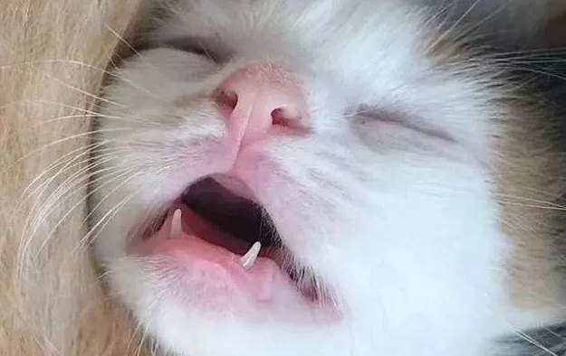 猫咪的牙齿为什么这么好看呀