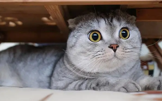 猫咪为什么怕人呢表情包图片