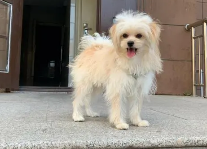 串串狗是土狗吗 串串狗是土狗吗