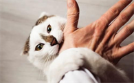 为什么我家的猫喜欢咬我