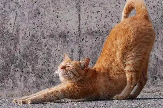 猫咪总是伸展身体是什么原因