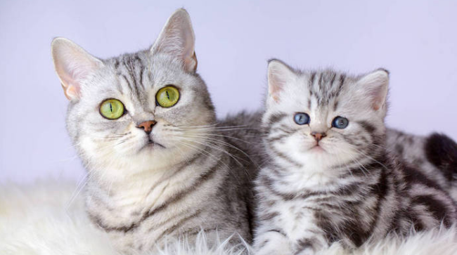 男人养猫是因为生理需求