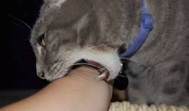 央视推翻十日观察法被猫咬伤