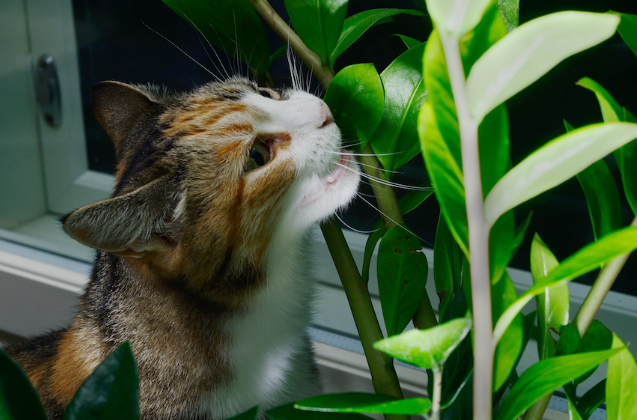猫最怕的植物