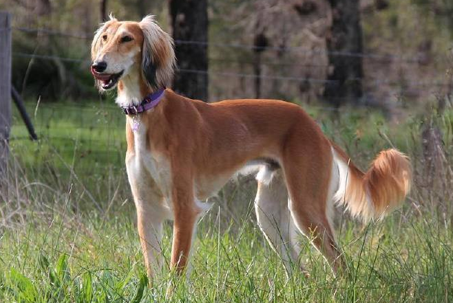 萨路基猎犬皮毛护理方法是什么？宠主来get下吧