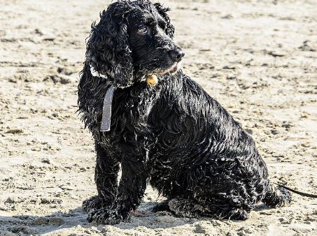 怎么喂葡萄牙水犬驱虫药？主人来看看吧