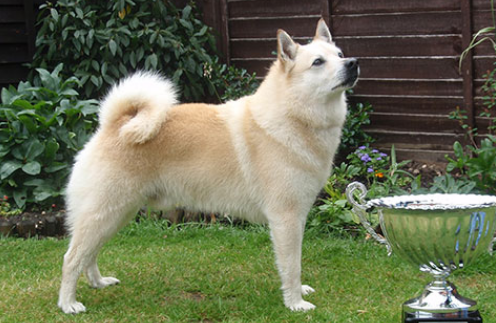 挪威布哈德犬细小病毒有什么症状？怎么治疗？