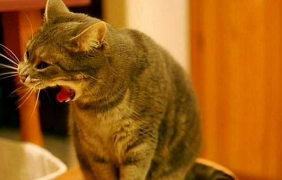 猫咪为什么会呕吐蹿稀 猫咪为什么会呕吐蹿稀