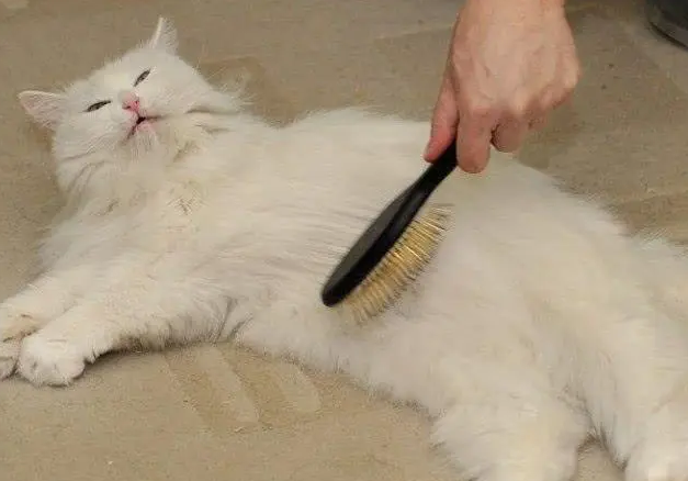 猫咪为什么超级掉毛