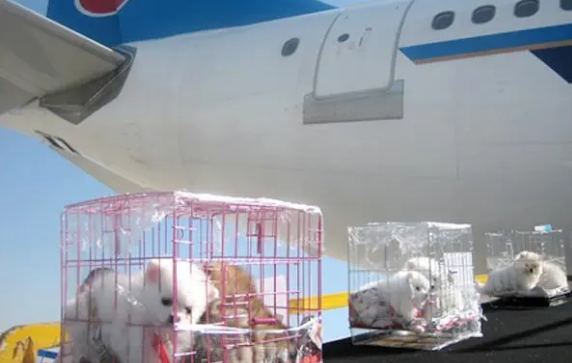 宠物航空托运需要什么证件 宠物航空托运需要什么证件
