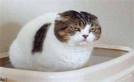 猫咪为什么老去门口拉尿