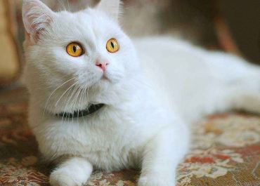 猫咪坐月子要多少天