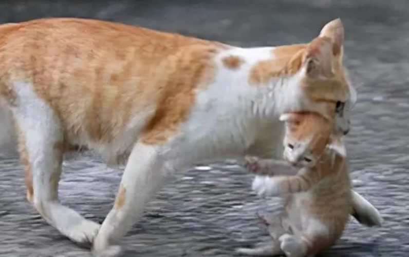 猫咪叼小猫怎么办