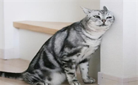 单独养一只猫会孤独吗