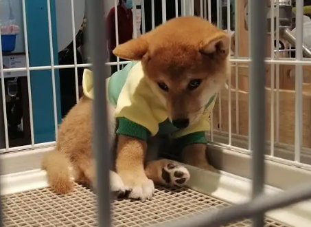 宠物加盟行业怎么样