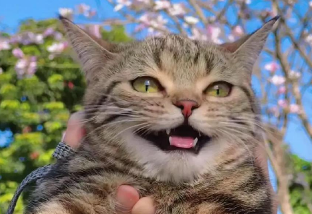 小猫开心会笑吗