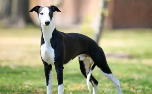 惠比特犬吃什么？想养宠主学习一下