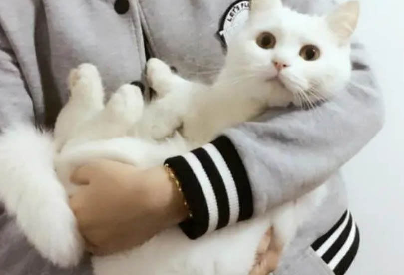 猫咪为什么喜欢抱着主人 猫咪为什么喜欢抱着主人