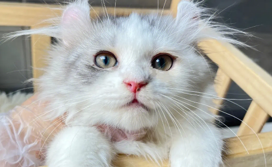 美国卷耳猫身上跳蚤怎么去除?看这里 美国卷耳猫身上跳蚤怎么去除?看这里