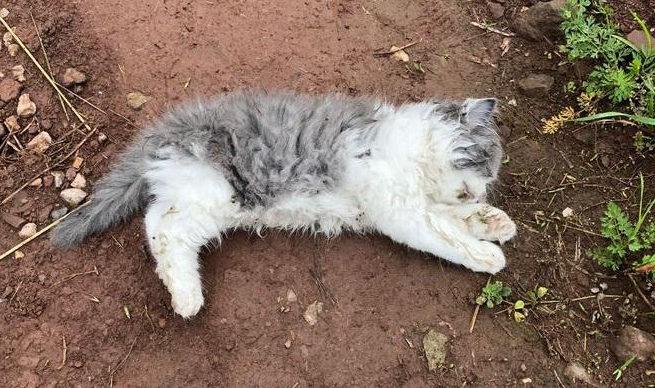 埋了死猫开始倒霉