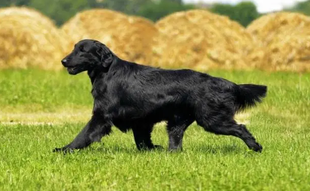 平毛寻回猎犬白内障治疗方法，一定要收藏！