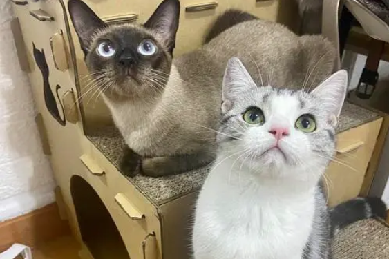 猫咪老搬家是为什么