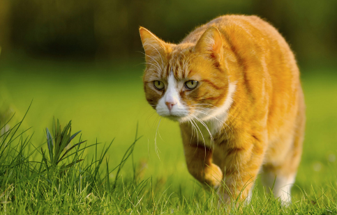 梦见猫就是黄仙缘分大啥意思 梦见猫就是黄仙缘分大啥意思