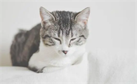 梦见猫咪生病了是什么意思