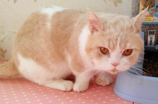 曼基康猫能吃鸭肝吗？来看看吧