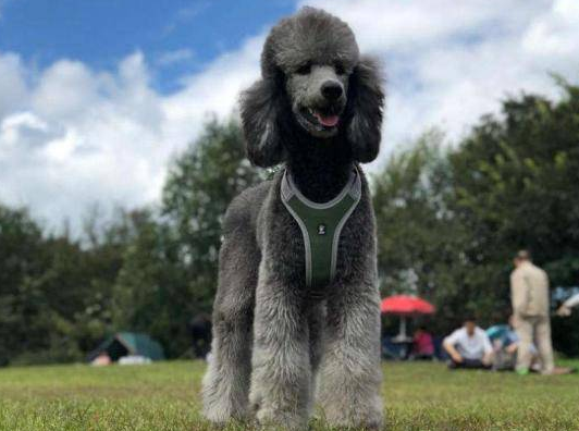 巨型贵宾犬不扑人训练方法是什么？来看看吧