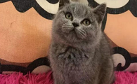 英国短毛猫多少钱一只幼崽