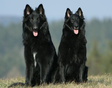 比利时牧羊犬得细小怎么办?没事,勿慌 比利时牧羊犬得细小怎么办?没事,勿慌