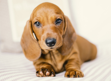 腊肠犬怎样训练看家？这里有答案